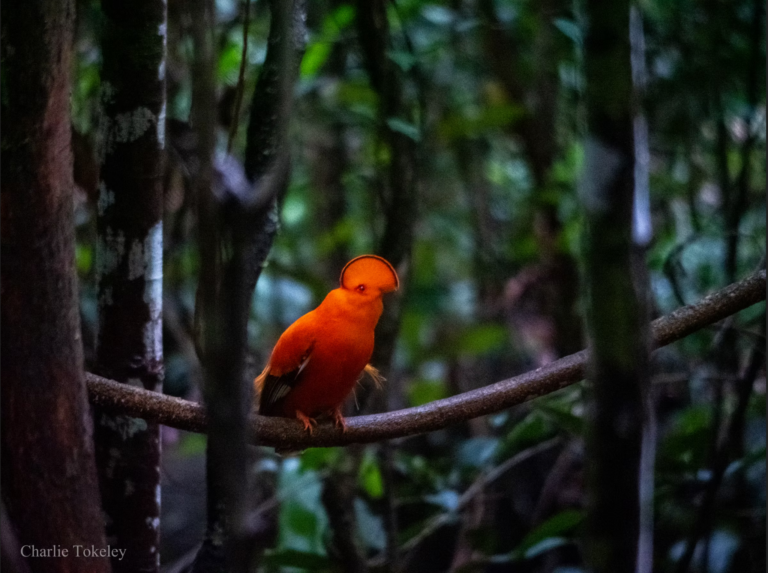 Desert Vipers take their Nature Campaign to Guyana